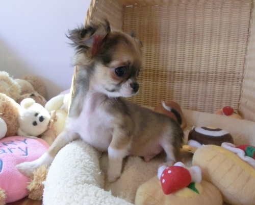 チワワ(ロング)の子犬(ID:1239111004)の3枚目の写真/更新日:2014-06-13