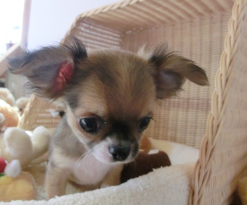 チワワ(ロング)の子犬(ID:1239111004)の4枚目の写真/更新日:2014-06-13