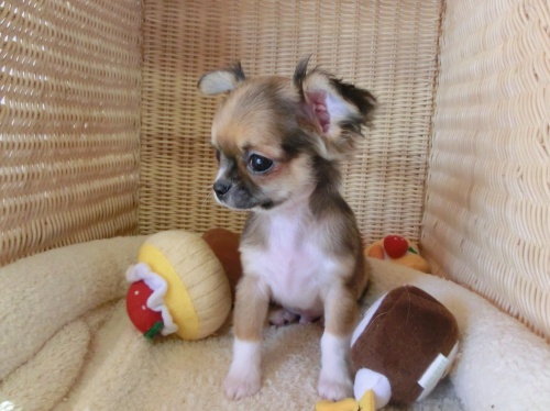 チワワ(ロング)の子犬(ID:1239111004)の5枚目の写真/更新日:2014-06-13