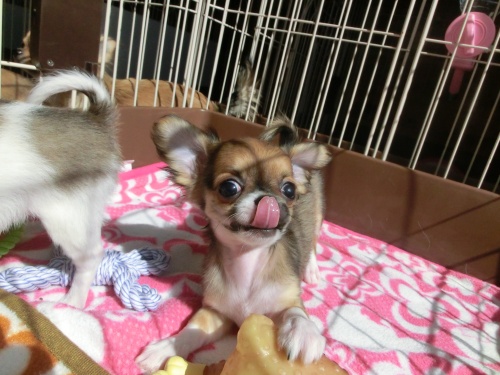 チワワ(ロング)の子犬(ID:1239111004)の6枚目の写真/更新日:2014-06-13