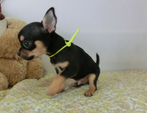 チワワ(スムース)の子犬(ID:1239111040)の1枚目の写真/更新日:2015-06-16