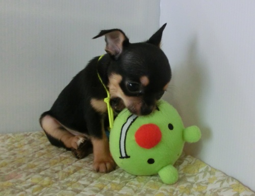 チワワ(スムース)の子犬(ID:1239111040)の2枚目の写真/更新日:2015-06-16