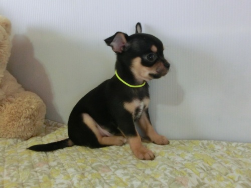 チワワ(スムース)の子犬(ID:1239111040)の5枚目の写真/更新日:2015-06-16