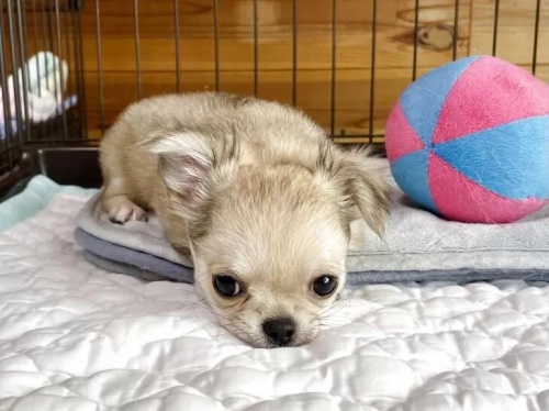 チワワ(ロング)の子犬(ID:1239111114)の6枚目の写真/更新日:2025-04-21
