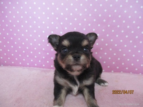 チワワ（ロング）の子犬（ID:1239911158）の1枚目の写真/更新日:2022-04-09