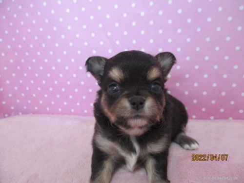 チワワ（ロング）の子犬（ID:1239911158）の2枚目の写真/更新日:2022-04-09