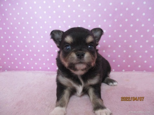 チワワ（ロング）の子犬（ID:1239911158）の3枚目の写真/更新日:2022-04-09