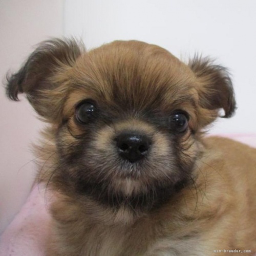 チワワ（ロング）の子犬（ID:1239911162）の1枚目の写真/更新日:2022-09-11