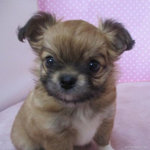 チワワ（ロング）の子犬（ID:1239911162）の3枚目の写真/更新日:2022-09-11