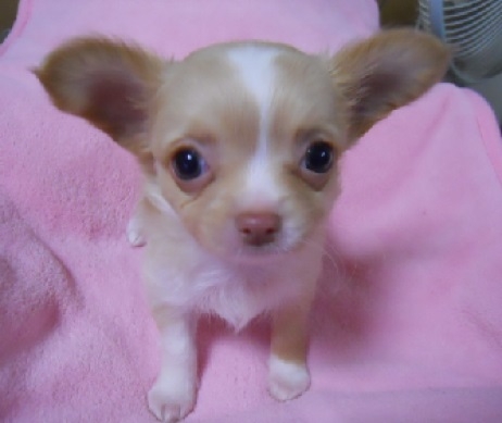 チワワ(ロング)の子犬(ID:1240511003)の1枚目の写真/更新日:2014-06-13