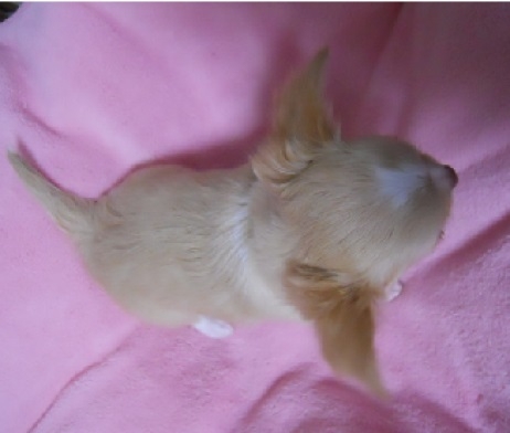 チワワ(ロング)の子犬(ID:1240511003)の2枚目の写真/更新日:2014-06-13