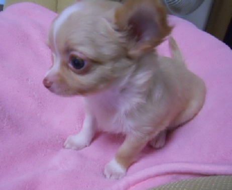 チワワ(ロング)の子犬(ID:1240511003)の4枚目の写真/更新日:2014-06-13