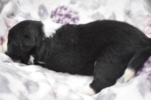 ボーダーコリーの子犬（ID:1240911009）の2枚目の写真/更新日:2022-09-25