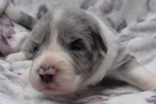 ボーダーコリーの子犬（ID:1240911017）の1枚目の写真/更新日:2022-09-25