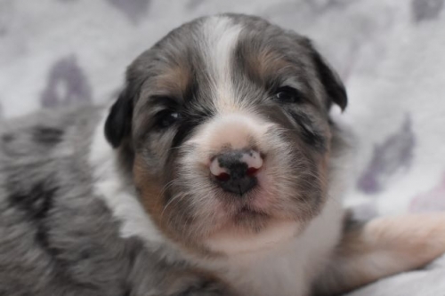 ボーダーコリーの子犬（ID:1240911018）の1枚目の写真/更新日:2022-09-25