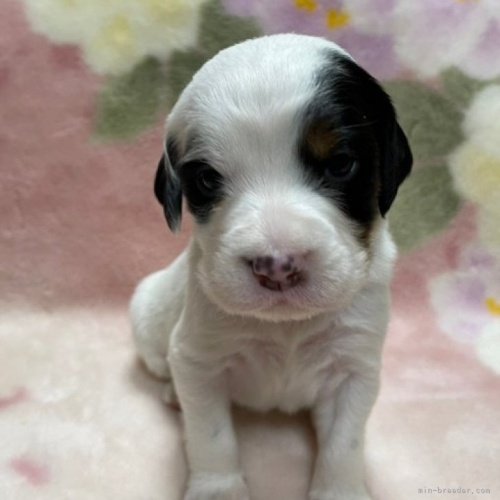 イングリッシュセッターの子犬（ID:1241011019）の1枚目の写真/更新日:2023-04-18