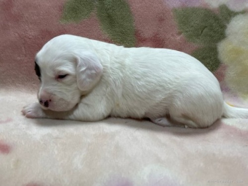 イングリッシュセッターの子犬（ID:1241011020）の3枚目の写真/更新日:2023-04-18