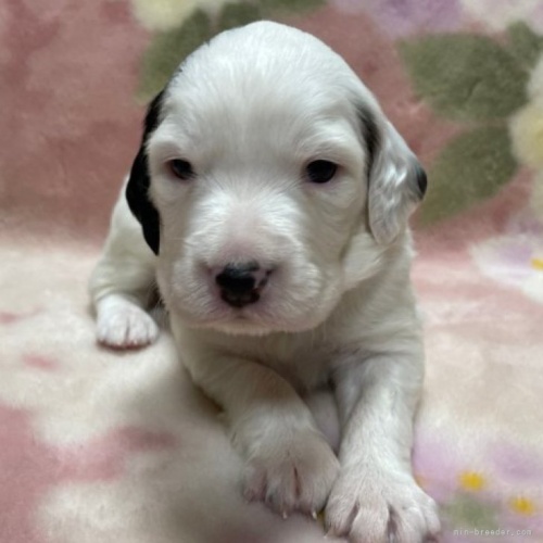 イングリッシュセッターの子犬（ID:1241011021）の1枚目の写真/更新日:2023-04-18