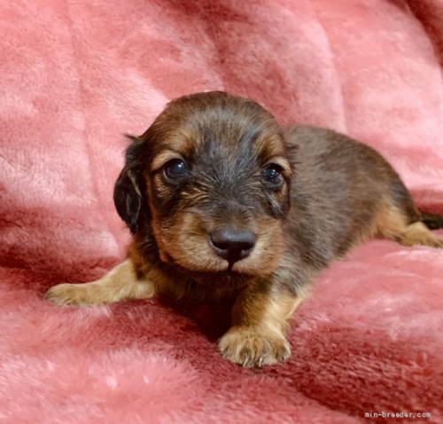 ミニチュアダックスフンド（ロング）の子犬（ID:1241011117）の1枚目の写真/更新日:2021-12-23