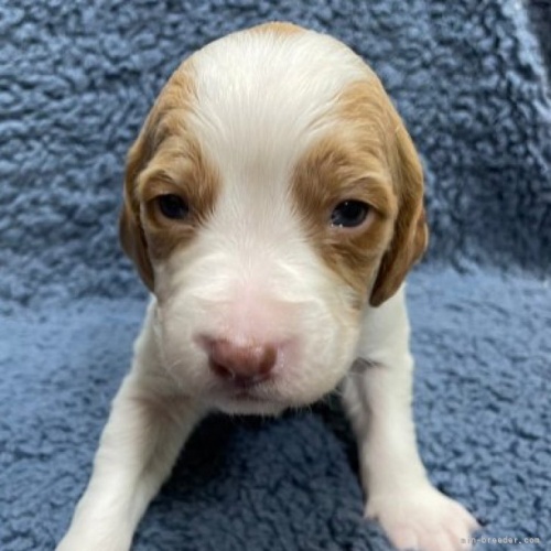 ブリタニースパニエルの子犬（ID:1241011122）の1枚目の写真/更新日:2023-05-16