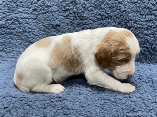 ブリタニースパニエルの子犬（ID:1241011122）の3枚目の写真/更新日:2023-05-16