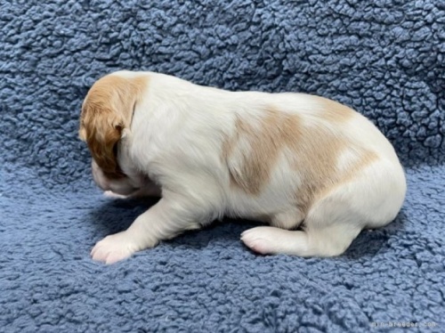 ブリタニースパニエルの子犬（ID:1241011122）の4枚目の写真/更新日:2023-05-16