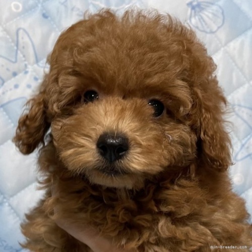 トイプードルの子犬（ID:1241011234）の1枚目の写真/更新日:2022-08-08
