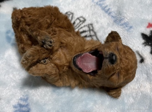 トイプードルの子犬（ID:1241011314）の4枚目の写真/更新日:2022-08-20