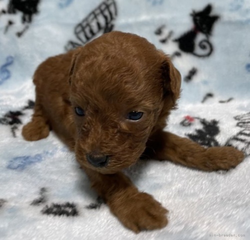 トイプードルの子犬（ID:1241011320）の3枚目の写真/更新日:2022-08-20