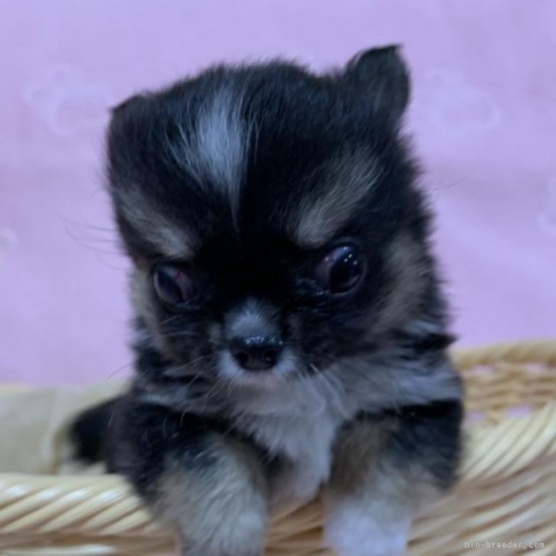 チワワ（ロング）の子犬（ID:1241011333）の1枚目の写真/更新日:2022-08-28