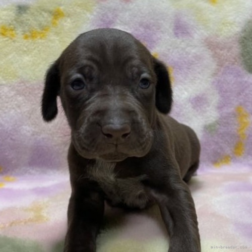 ジャーマン・ショートヘアード・ポインターの子犬（ID:1241011369）の1枚目の写真/更新日:2023-04-29