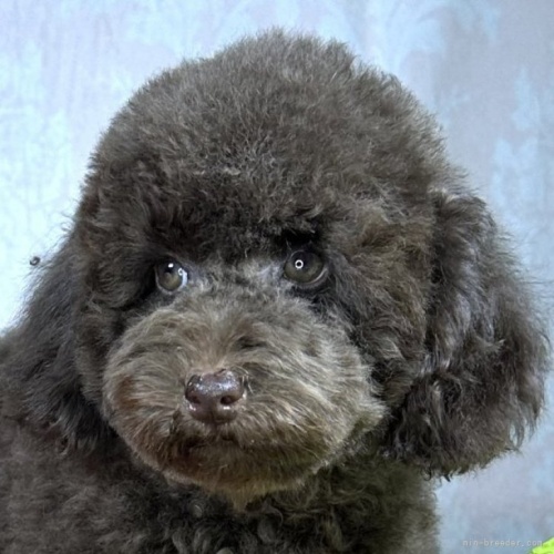 トイプードルの子犬（ID:1241111001）の1枚目の写真/更新日:2022-09-25