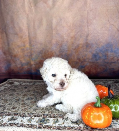 トイプードルの子犬（ID:1241111006）の4枚目の写真/更新日:2023-10-13