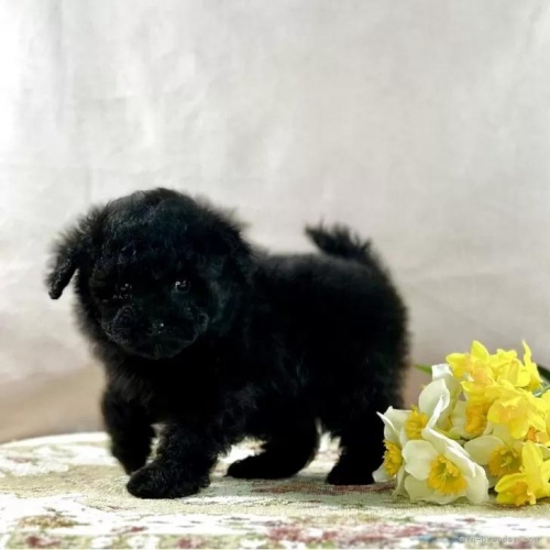 �g�C�v�[�h���̎q���iID:1241111011�j��5���ڂ̎ʐ^/�X�V��:2026-01-13