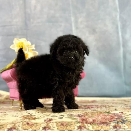 �g�C�v�[�h���̎q���iID:1241111011�j��6���ڂ̎ʐ^/�X�V��:2026-01-13