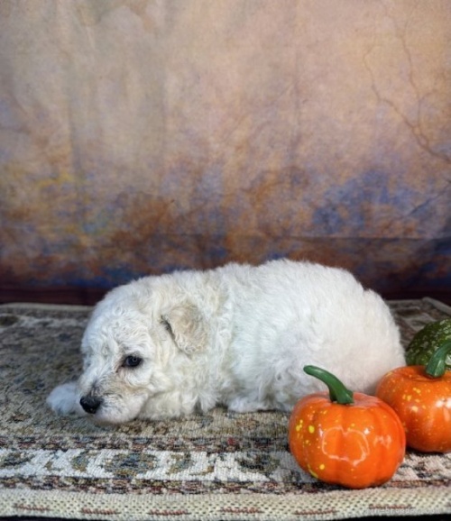 トイプードルの子犬（ID:1241111018）の3枚目の写真/更新日:2023-10-13