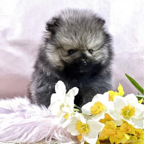 �|�����j�A���̎q���iID:1241111042�j��1���ڂ̎ʐ^/�X�V��:2026-01-14