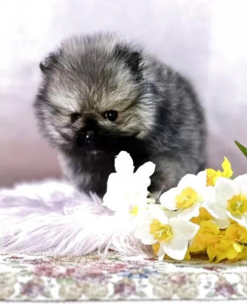 �|�����j�A���̎q���iID:1241111042�j��2���ڂ̎ʐ^/�X�V��:2026-01-14