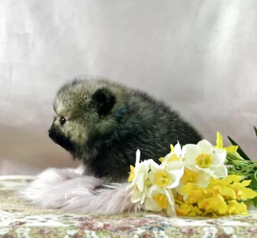 �|�����j�A���̎q���iID:1241111042�j��4���ڂ̎ʐ^/�X�V��:2026-01-14