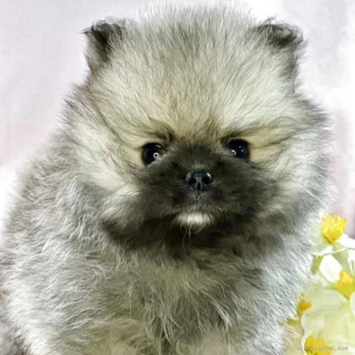 �|�����j�A���̎q���iID:1241111043�j��1���ڂ̎ʐ^/�X�V��:2026-01-14