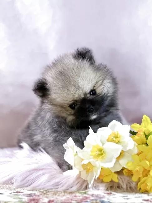 �|�����j�A���̎q���iID:1241111043�j��2���ڂ̎ʐ^/�X�V��:2026-01-14