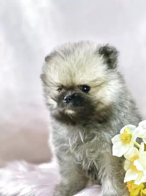 �|�����j�A���̎q���iID:1241111043�j��3���ڂ̎ʐ^/�X�V��:2026-01-14