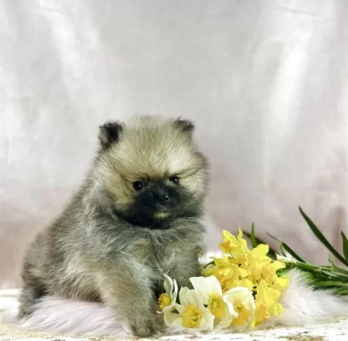 �|�����j�A���̎q���iID:1241111043�j��4���ڂ̎ʐ^/�X�V��:2026-01-14