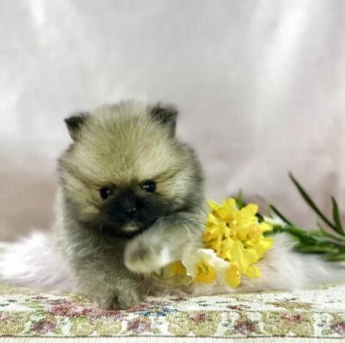 �|�����j�A���̎q���iID:1241111043�j��5���ڂ̎ʐ^/�X�V��:2026-01-14