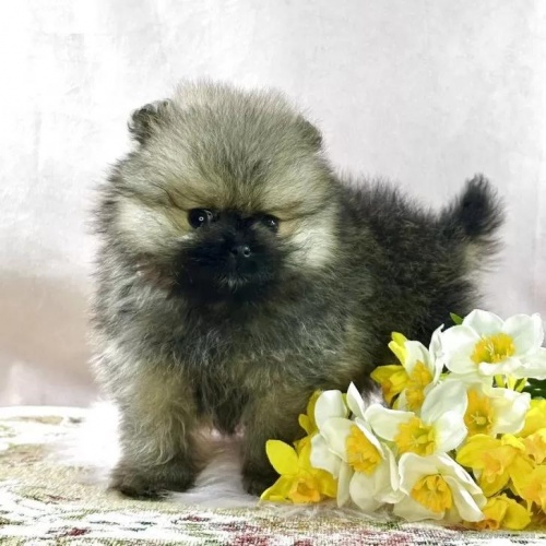 �|�����j�A���̎q���iID:1241111044�j��1���ڂ̎ʐ^/�X�V��:2026-01-14