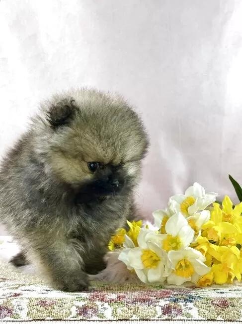 �|�����j�A���̎q���iID:1241111044�j��3���ڂ̎ʐ^/�X�V��:2026-01-14