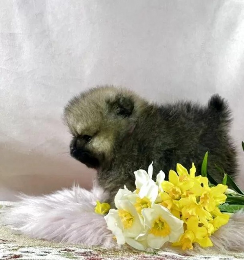 �|�����j�A���̎q���iID:1241111044�j��4���ڂ̎ʐ^/�X�V��:2026-01-14