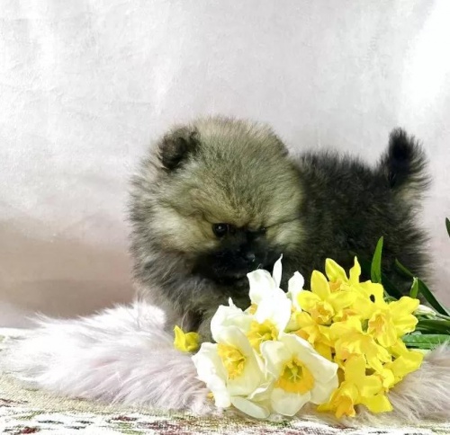 �|�����j�A���̎q���iID:1241111044�j��5���ڂ̎ʐ^/�X�V��:2026-01-14