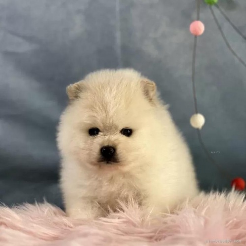 �|�����j�A���̎q���iID:1241111045�j��1���ڂ̎ʐ^/�X�V��:2026-01-13