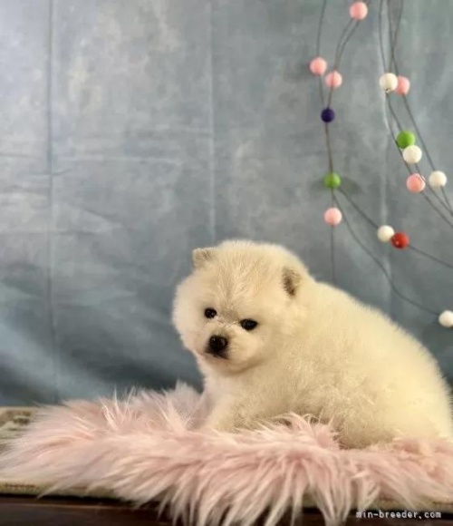 �|�����j�A���̎q���iID:1241111045�j��2���ڂ̎ʐ^/�X�V��:2026-01-13